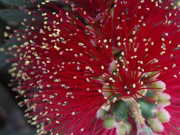 Pop Goes the Bottlebrush