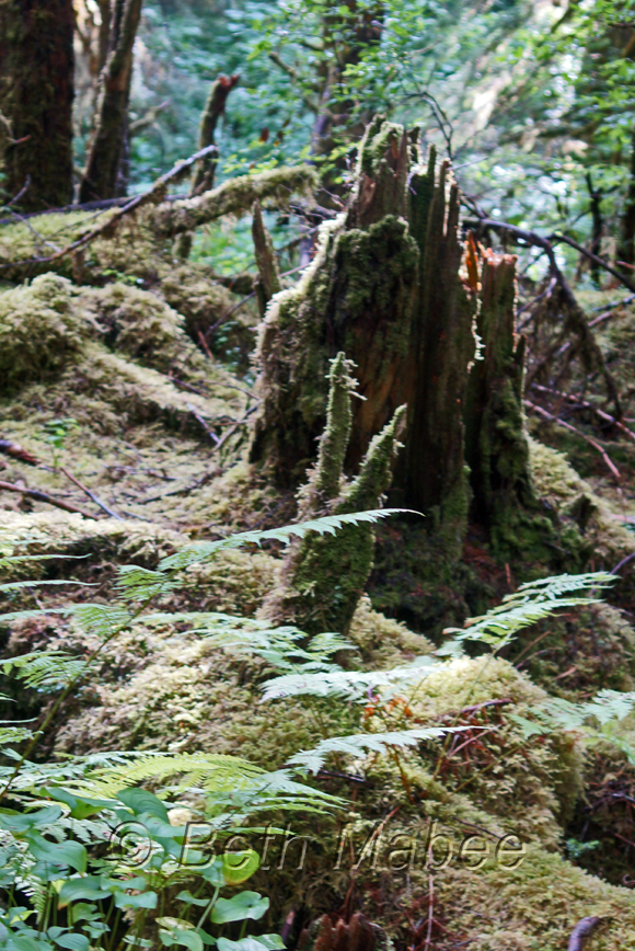 Mossy Stump