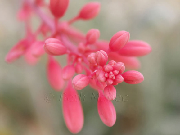 End of the Red Yucca