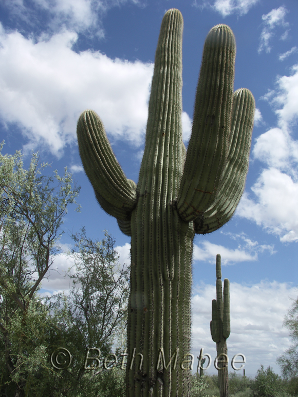 White Tanks Saguaro